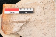 Foto (Detailansicht) von Sequoia couttsiae Heer (NHMW-GEO-2024-0188-7957)